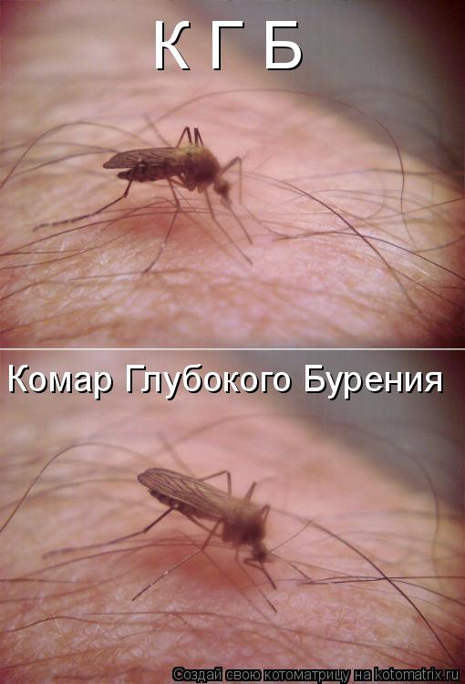 К Г Б Комар Глубокого Бурения... Котоматрица: К Г Б Комар Глубокого Бурения