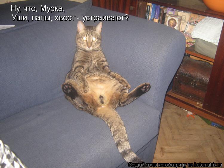 Ну, что, Ну, что, Мурка, Уши, лапы, хвост - устраивают?... Котоматрица: Ну, что, Ну, что, Мурка, Уши, лапы, хвост - устраивают?