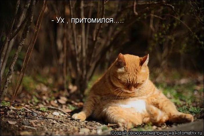 - Ух , притомился........ Котоматрица: - Ух , притомился.....