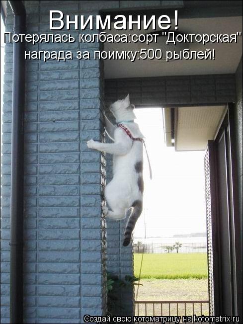Внимание! Потерялась колбаса:сорт "Докторская" награда за поимку:500 рыблей!... Котоматрица: Внимание! Потерялась колбаса:сорт "Докторская" награда за поимку:500 рыблей!