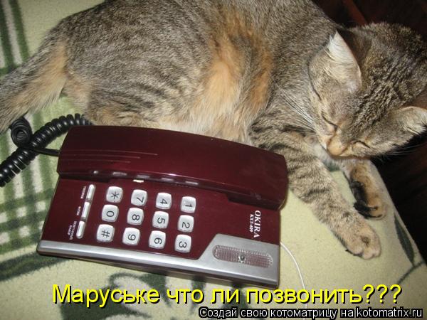 Маруське что ли позвонить???... Котоматрица: Маруське что ли позвонить???