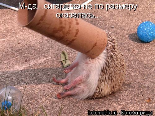 М-да...сигаретка не по размеру оказалась...... Котоматрица: М-да...сигаретка не по размеру оказалась...