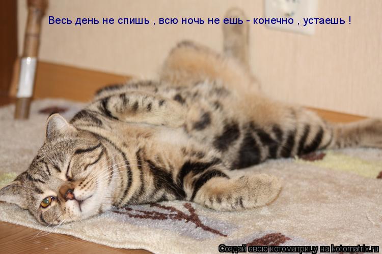 Весь день не спишь , всю ночь не ешь - конечно , устаешь !... Котоматрица: Весь день не спишь , всю ночь не ешь - конечно , устаешь !