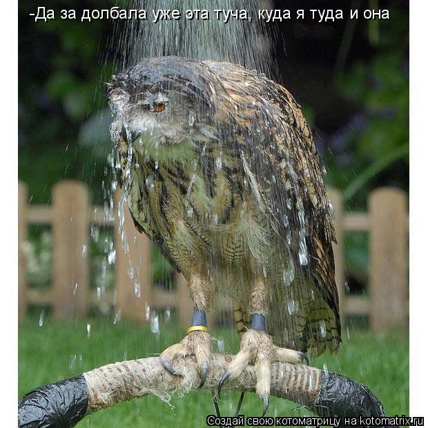 -Да за долбала уже эта туча, куда я туда и она... Котоматрица: -Да за долбала уже эта туча, куда я туда и она