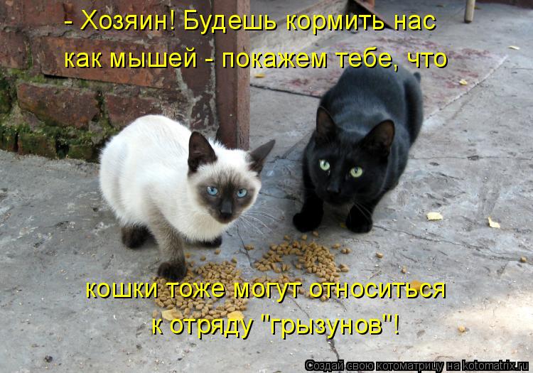 - Хозяин! Будешь кормить нас как мышей - покажем тебе, что кошки тоже могут относиться к отряду "гр... Котоматрица: - Хозяин! Будешь кормить нас как мышей - покажем тебе, что кошки тоже могут относиться к отряду "грызунов"!