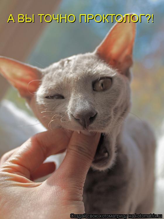 А ВЫ ТОЧНО ПРОКТОЛОГ?!... Котоматрица: А ВЫ ТОЧНО ПРОКТОЛОГ?!