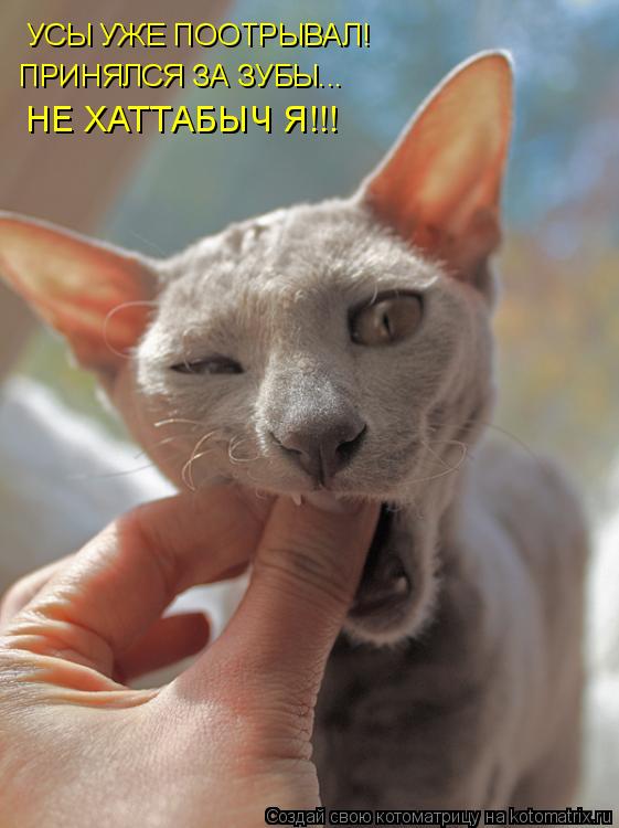 УСЫ УЖЕ ПООТРЫВАЛ! ПРИНЯЛСЯ ЗА ЗУБЫ... НЕ ХАТТАБЫЧ Я!!!... Котоматрица: УСЫ УЖЕ ПООТРЫВАЛ! ПРИНЯЛСЯ ЗА ЗУБЫ... НЕ ХАТТАБЫЧ Я!!!