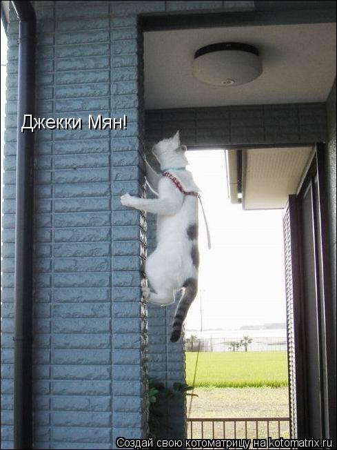 Джекки Мян!... Котоматрица: Джекки Мян!