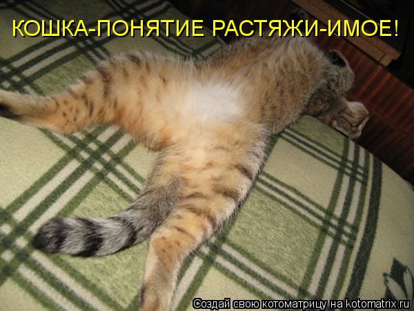 КОШКА-ПОНЯТИЕ РАСТЯЖИ-ИМОЕ!... Котоматрица: КОШКА-ПОНЯТИЕ РАСТЯЖИ-ИМОЕ!