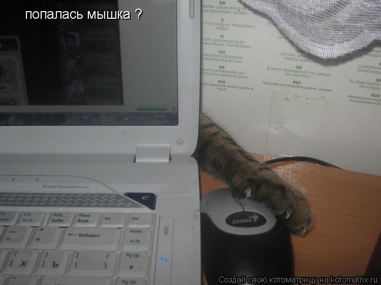 попалась мышка ?... Котоматрица: попалась мышка ?