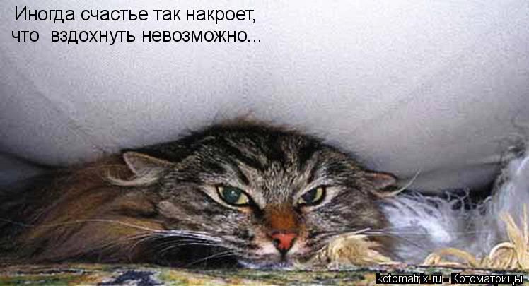 Иногда счастье так накроет, Иногда счастье так накроет, что вздохнуть невозможно...... Котоматрица: Иногда счастье так накроет, Иногда счастье так накроет, что вздохнуть невозможно...
