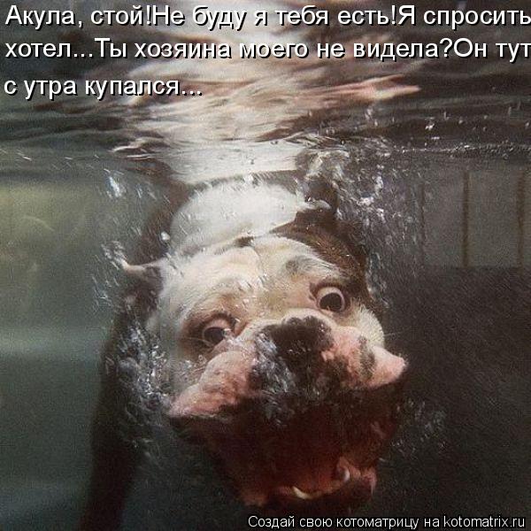 Котоматрица: Акула, стой!Не буду я тебя есть!Я спросить  хотел...Ты хозяина моего не видела?Он тут с утра купался...