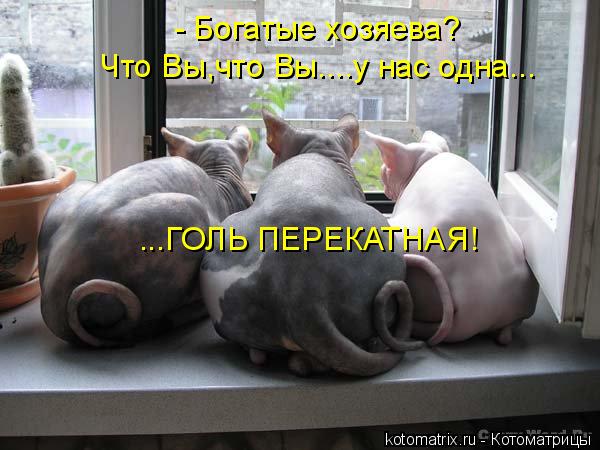 - Богатые хозяева? Что Вы,что Вы....у нас одна... ...ГОЛЬ ПЕРЕКАТНАЯ!... Котоматрица: - Богатые хозяева? Что Вы,что Вы....у нас одна... ...ГОЛЬ ПЕРЕКАТНАЯ!