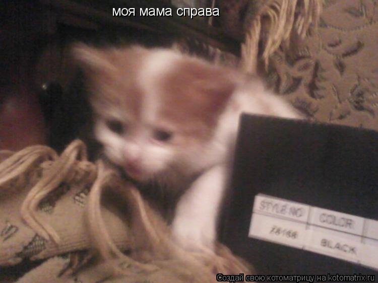 моя мама справа... Котоматрица: моя мама справа