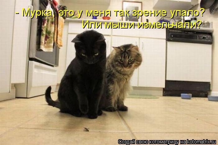 - Мурка, это у меня так зрение упало? Или мыши измельчали?... Котоматрица: - Мурка, это у меня так зрение упало? Или мыши измельчали?