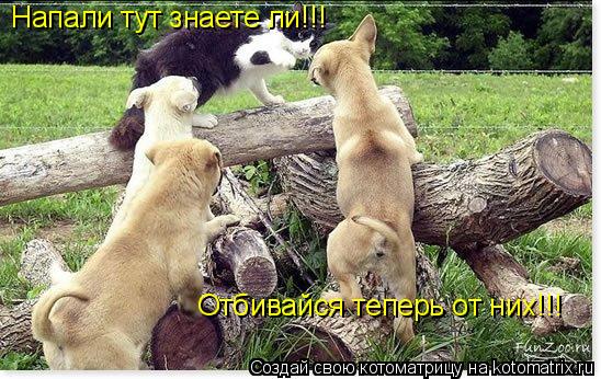 Напали тут знаете ли!!! Отбивайся теперь от них!!!... Котоматрица: Напали тут знаете ли!!! Отбивайся теперь от них!!!