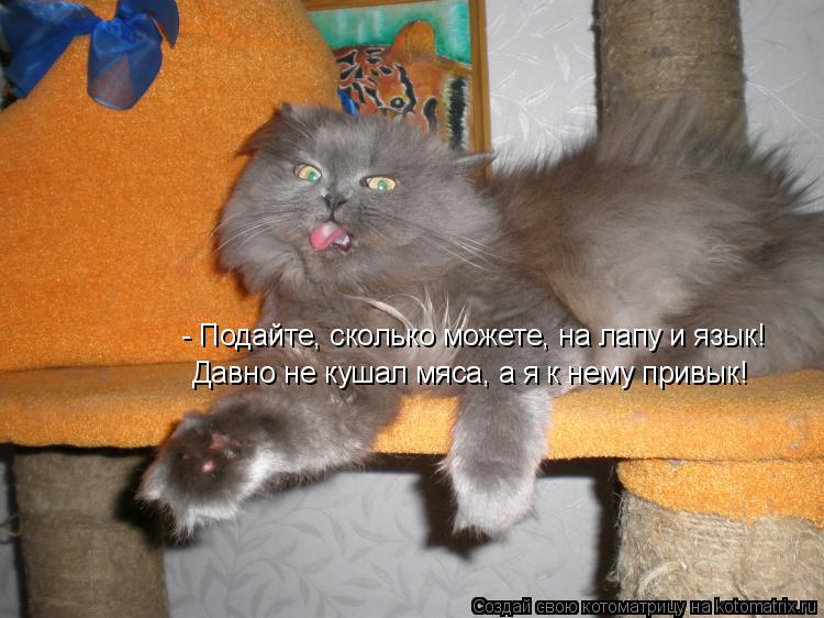 Котоматрица: - Подайте, сколько можете, на лапу и язык! Давно не кушал мяса, а я к нему привык!