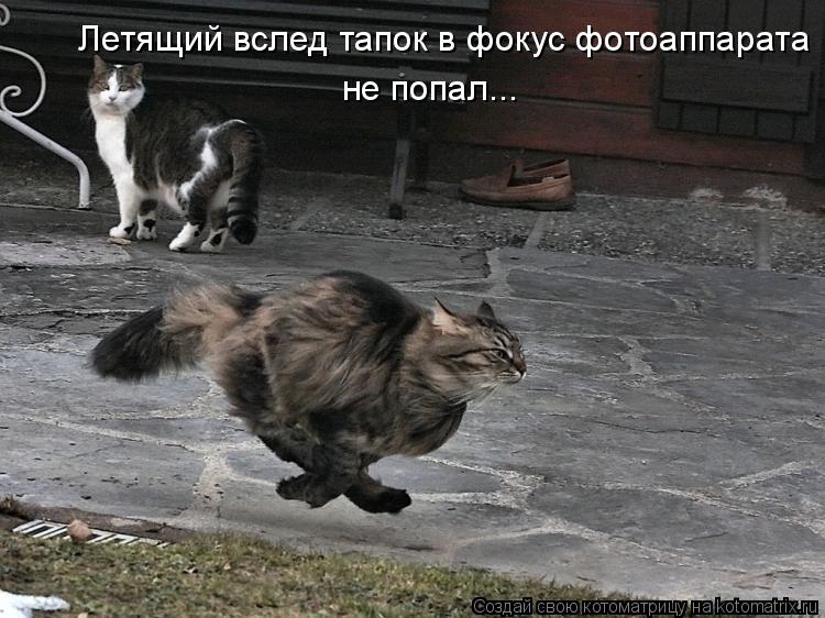 Котоматрица: Летящий вслед тапок в фокус фотоаппарата  не попал...