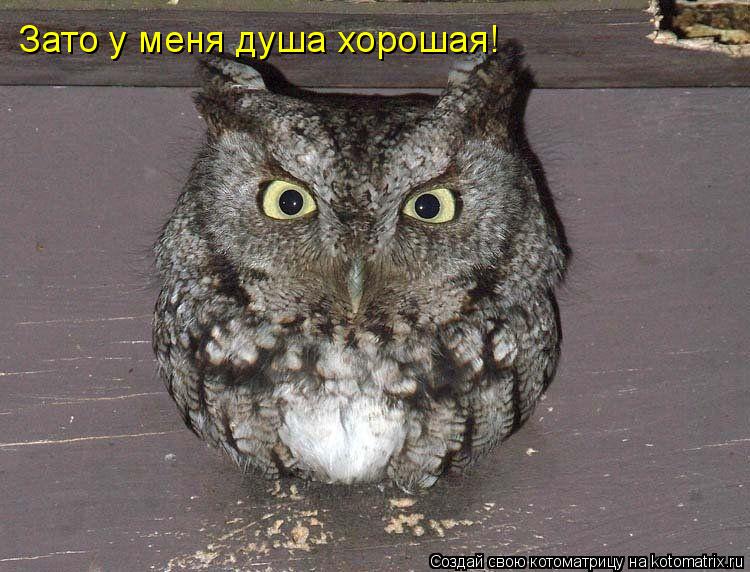 Зато у меня душа хорошая!... Котоматрица: Зато у меня душа хорошая!