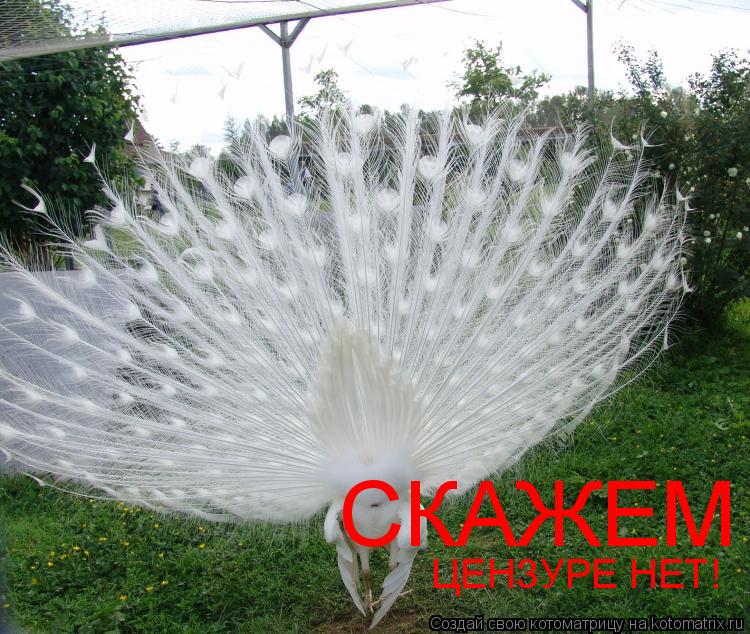 СКАЖЕМ ЦЕНЗУРЕ НЕТ!... Котоматрица: СКАЖЕМ ЦЕНЗУРЕ НЕТ!