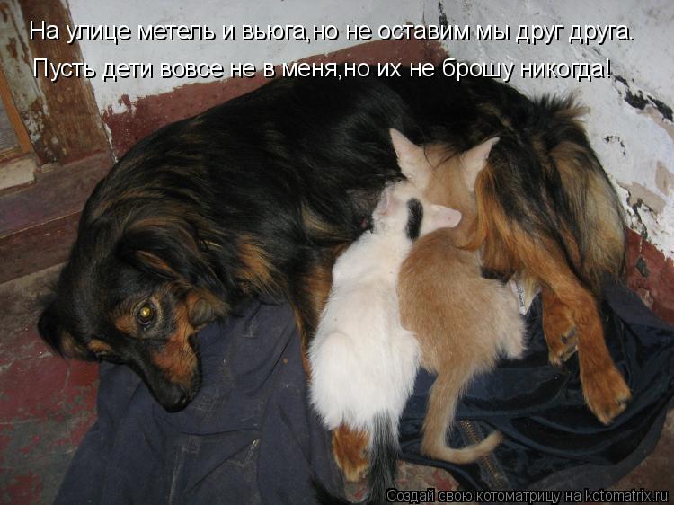 На улице метель и вьюга,но не оставим мы друг друга. На улице метель и вьюга,но не оставим мы друг др... Котоматрица: На улице метель и вьюга,но не оставим мы друг друга. На улице метель и вьюга,но не оставим мы друг друга. Пусть дети вовсе не в меня,но их не бр