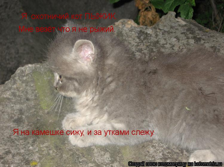 Я охотничий кот ПЫЖИК. Мне везёт что я не рыжий. Мне везёт что я не рыжий. Я на камешке сижу, и за у... Котоматрица: Я охотничий кот ПЫЖИК. Мне везёт что я не рыжий. Мне везёт что я не рыжий. Я на камешке сижу, и за утками слежу.