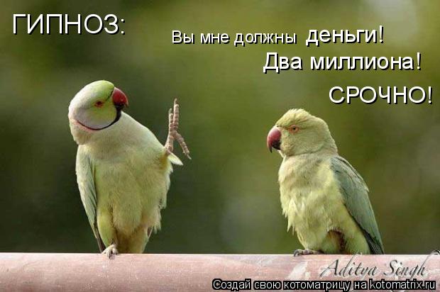 Вы мне должны деньги! Два миллиона! СРОЧНО! ГИПНОЗ:... Котоматрица: Вы мне должны деньги! Два миллиона! СРОЧНО! ГИПНОЗ: