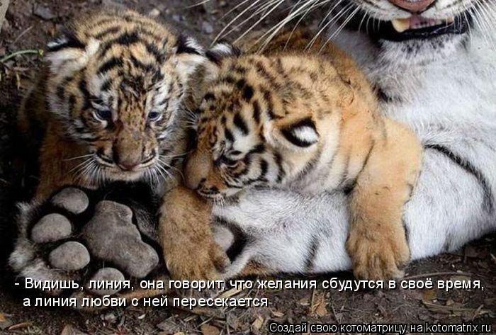 - Видишь, линия, она говорит, что желания сбудутся в своё время, а линия любви с ней пересекается... Котоматрица: - Видишь, линия, она говорит, что желания сбудутся в своё время, а линия любви с ней пересекается
