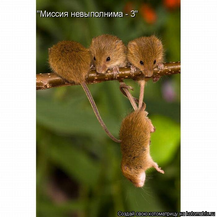 "Миссия невыполнима - 3"... Котоматрица: "Миссия невыполнима - 3"