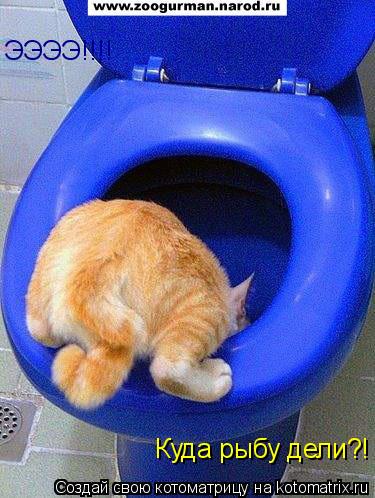ЭЭЭЭ!!!! Куда рыбу дели?!... Котоматрица: ЭЭЭЭ!!!! Куда рыбу дели?!