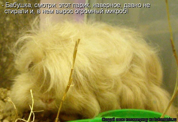 - Бабушка, смотри: этот парик, наверное, давно не - Бабушка, смотри: этот парик, наверное, давно не ... Котоматрица: - Бабушка, смотри: этот парик, наверное, давно не - Бабушка, смотри: этот парик, наверное, давно не стирали и, в нем вырос огромный микроб! стир