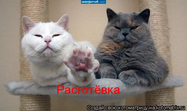 Расготёвка... Котоматрица: Расготёвка