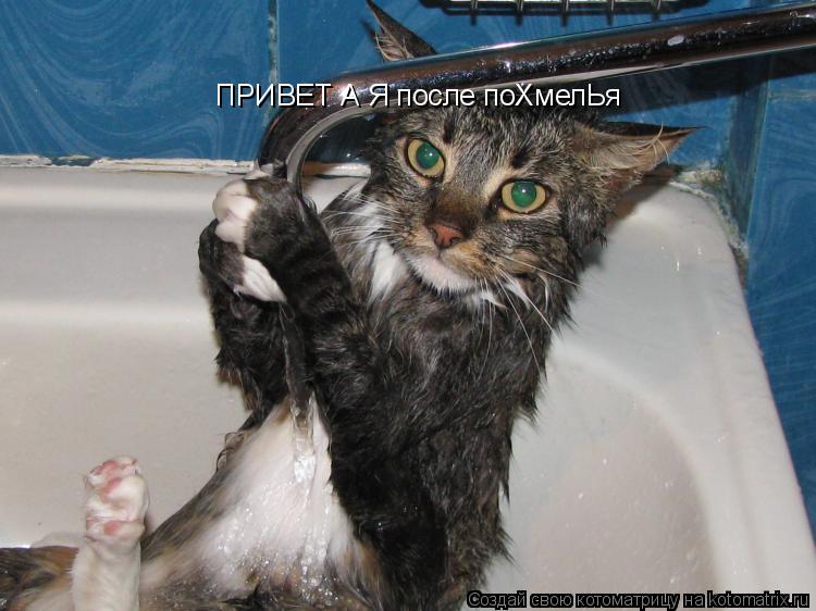 ПРИВЕТ А Я после поХмелЬя... Котоматрица: ПРИВЕТ А Я после поХмелЬя