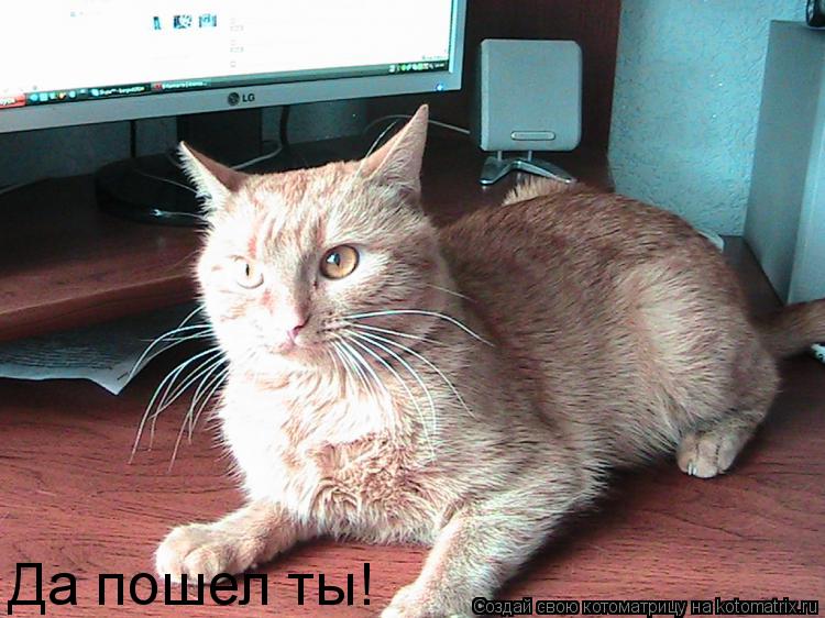 Да пошел ты!... Котоматрица: Да пошел ты!