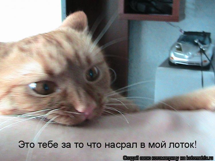 Это тебе за то что насрал в мой лоток!... Котоматрица: Это тебе за то что насрал в мой лоток!