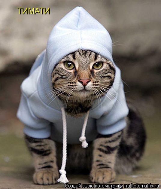 ТИМАТИ... Котоматрица: ТИМАТИ