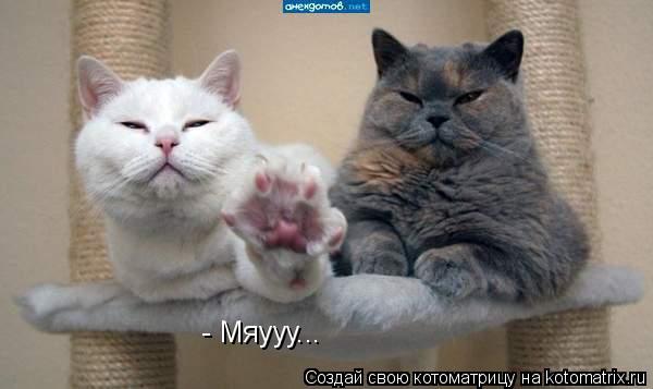 - Мяууу...... Котоматрица: - Мяууу...