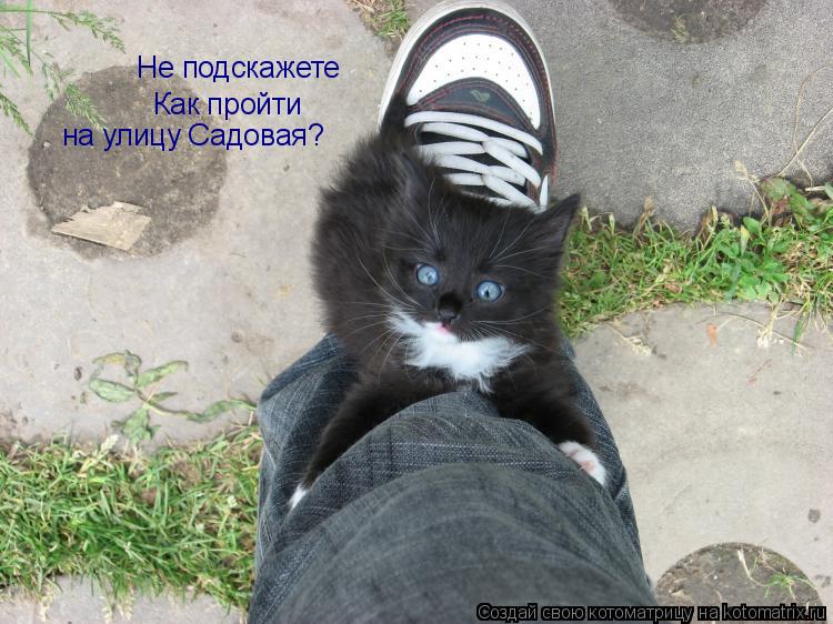 Не подскажете Как пройти на улицу Садовая?... Котоматрица: Не подскажете Как пройти на улицу Садовая?