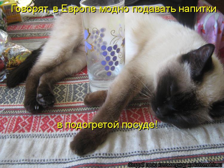 Говорят, в Европе модно подавать напитки в подогретой посуде!... Котоматрица: Говорят, в Европе модно подавать напитки в подогретой посуде!