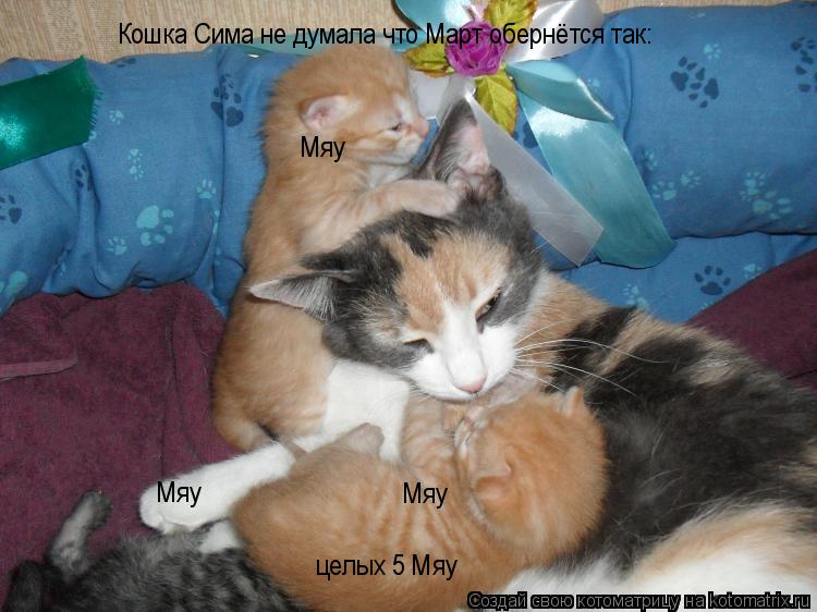 Кошка Сима не думала что Март обернётся так: Мяу Мяу Мяу целых 5 Мяу... Котоматрица: Кошка Сима не думала что Март обернётся так: Мяу Мяу Мяу целых 5 Мяу