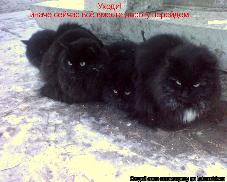 Уходи! иначе сейчас все вместе дорогу перейдем...... Котоматрица: Уходи! иначе сейчас все вместе дорогу перейдем...
