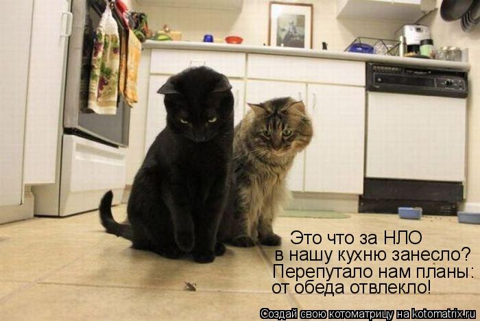 Это что за НЛО в нашу кухню занесло? Перепутало нам планы: от обеда отвлекло!... Котоматрица: Это что за НЛО в нашу кухню занесло? Перепутало нам планы: от обеда отвлекло!