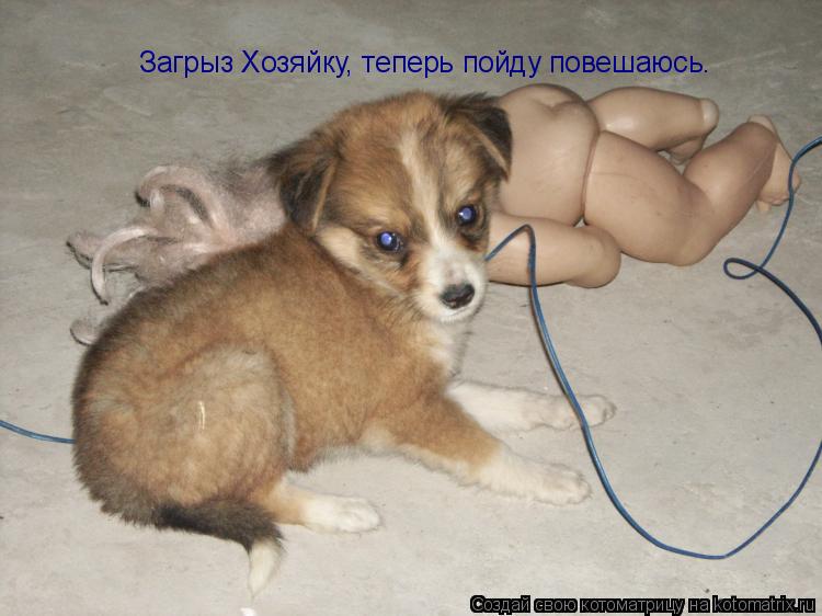 Загрыз Хозяйку, теперь пойду повешаюсь.... Котоматрица: Загрыз Хозяйку, теперь пойду повешаюсь.