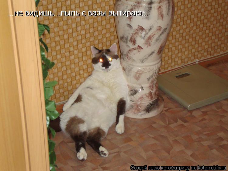 ...не видишь...пыль с вазы вытираю...... Котоматрица: ...не видишь...пыль с вазы вытираю...