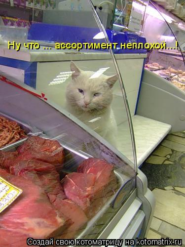 Ну что ... ассортимент неплохой...!... Котоматрица: Ну что ... ассортимент неплохой...!