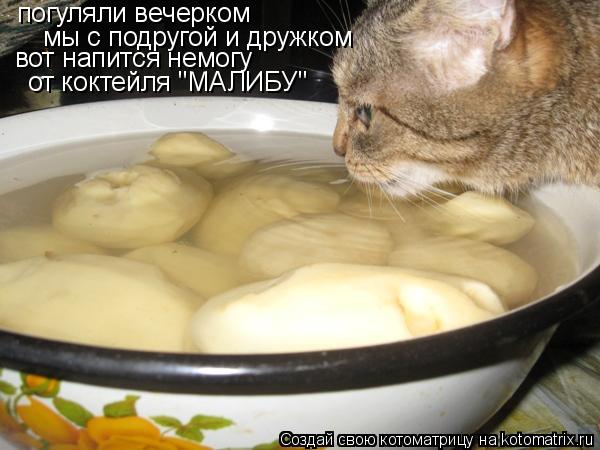погуляли вечерком мы с подругой и дружком вот напится немогу от коктейля "МАЛИБУ"... Котоматрица: погуляли вечерком мы с подругой и дружком вот напится немогу от коктейля "МАЛИБУ"