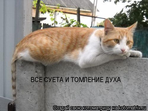 ВСЕ СУЕТА И ТОМЛЕНИЕ ДУХА... Котоматрица: ВСЕ СУЕТА И ТОМЛЕНИЕ ДУХА