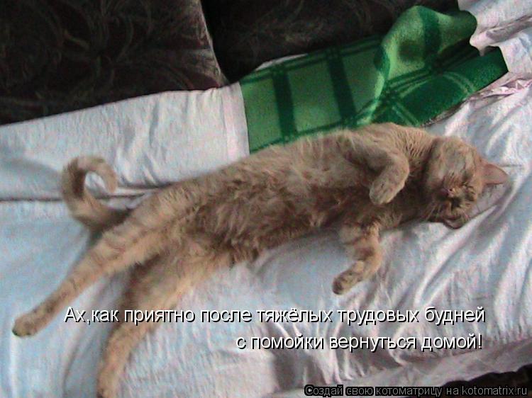Ах,как приятно после тяжёлых трудовых будней с помойки вернуться домой!... Котоматрица: Ах,как приятно после тяжёлых трудовых будней с помойки вернуться домой!