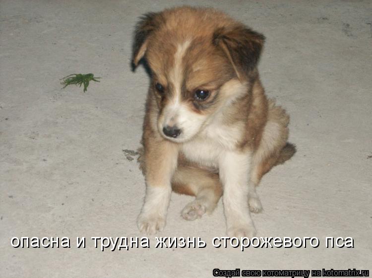 опасна и трудна жизнь сторожевого пса... Котоматрица: опасна и трудна жизнь сторожевого пса