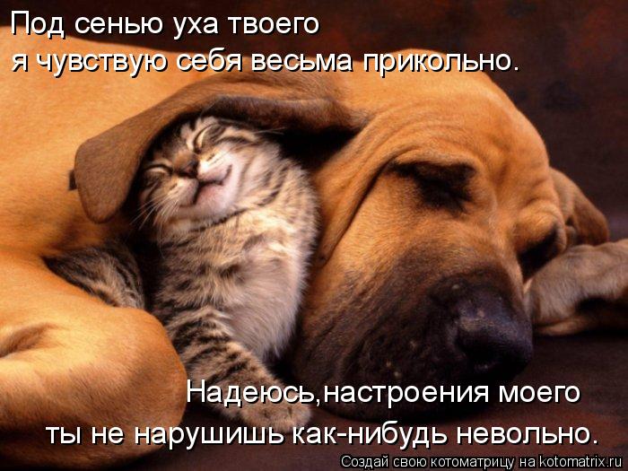 Под сенью уха твоего я чувствую себя весьма прикольно. Надеюсь,настроения моего ты не нарушишь как-н... Котоматрица: Под сенью уха твоего я чувствую себя весьма прикольно. Надеюсь,настроения моего ты не нарушишь как-нибудь невольно.